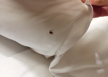 bed-bug-under-the-blanket-2021-08-31-00-11-31-utc