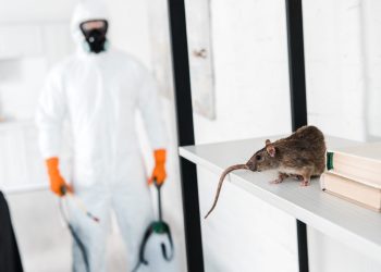 selective focus of rat on rack near exterminator